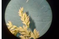 Holcus lanatus