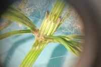 Equisetum arvense