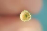 Equisetum arvense