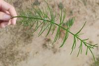 Equisetum arvense