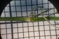 Poa pratensis