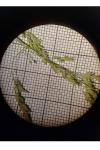 Poa pratensis