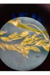 Poa pratensis