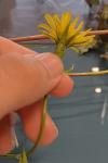 Tragopogon pratensis