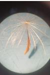 Tragopogon pratensis