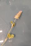 Trifolium incarnatum
