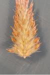Trifolium incarnatum