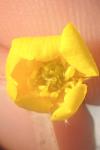 Ranunculus parviflorus