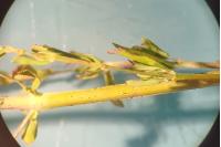 Hypericum perforatum