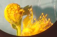 Hypericum perforatum