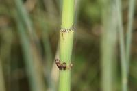 Equisetum ramosissimum