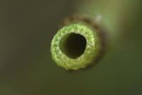 Equisetum ramosissimum