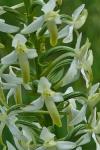 Platanthera bifolia