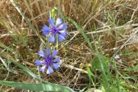 Cyanus segetum