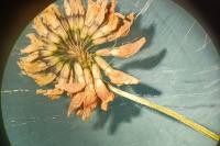 Trifolium repens