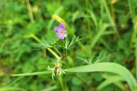 Geranium columbinum