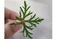 Geranium columbinum