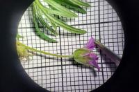 Geranium columbinum