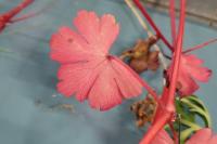 Geranium lucidum