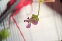 Geranium lucidum