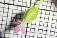 Geranium lucidum