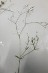 Stellaria graminea