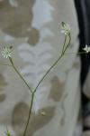 Stellaria graminea