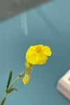 Helianthemum nummularium