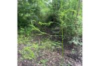 Asparagus officinalis