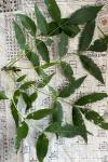 Fraxinus excelsior