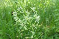 Loncomelos pyrenaicus