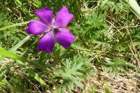 Geranium sanguineum