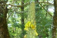 Verbascum thapsus