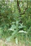 Verbascum thapsus
