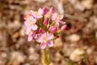Centaurium erythraea