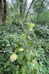 Alliaria petiolata