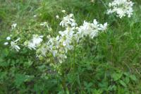 Filipendula vulgaris