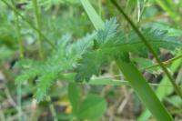 Filipendula vulgaris