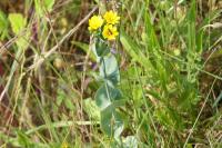 Blackstonia perfoliata