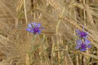 Cyanus segetum