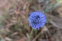 Jasione montana