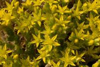 Sedum acre