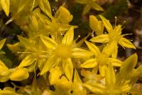 Sedum acre