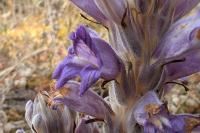 Phelipanche arenaria