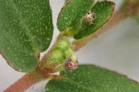 Euphorbia prostrata