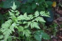 Torilis japonica