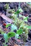 Epipactis muelleri