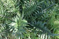 Cirsium eriophorum