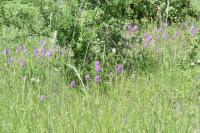 Anacamptis pyramidalis