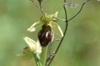 Ophrys aranifera